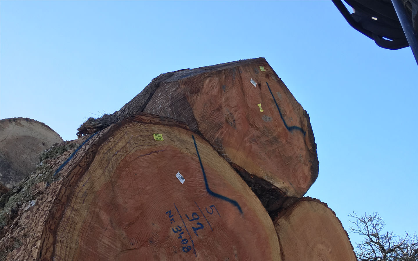 Fresh Douglastrees, of course PEFC controlled