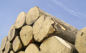 Oak logs ready for the production on our log yard