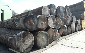 American Walnut trees, originated of FSC-controlled woods