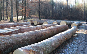 Oak logs, ready for the auction