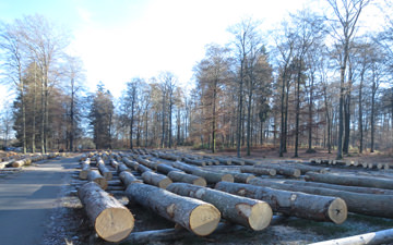 Freshly cut Oak logs